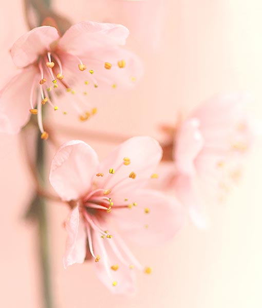さくらの花